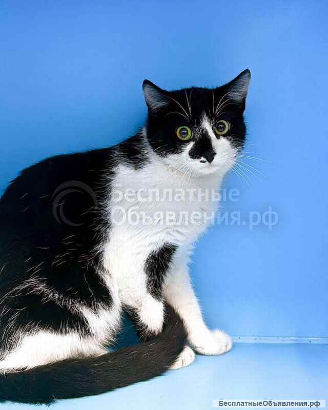 Котенок Коржик ищет любящих котородителей