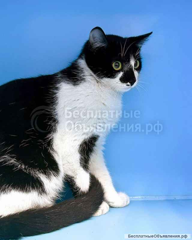 Котенок Коржик ищет любящих котородителей