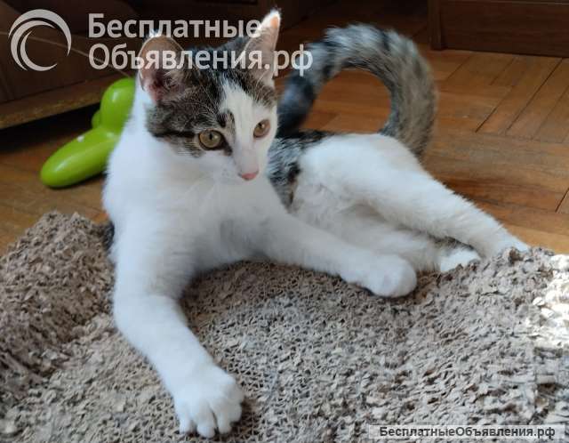 Очень милая, жизнерадостная кошечка Машенька в добрые руки