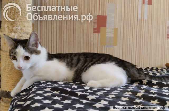 Очень милая, жизнерадостная кошечка Машенька в добрые руки