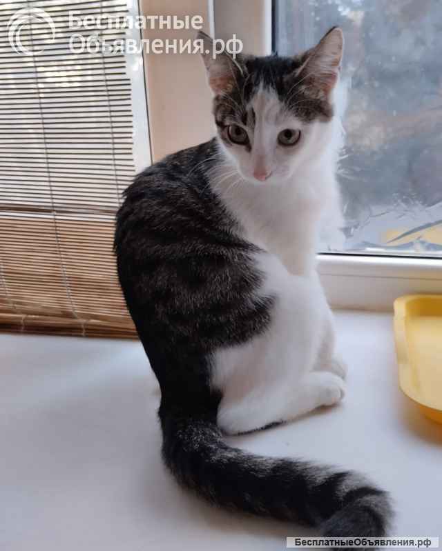 Очень милая, жизнерадостная кошечка Машенька в добрые руки