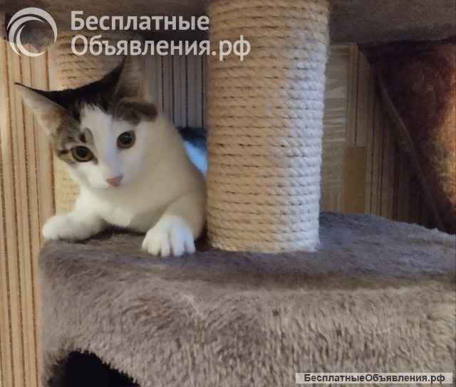 Очень милая, жизнерадостная кошечка Машенька в добрые руки