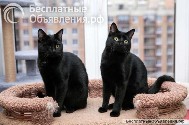 Два жгучих брюнета, два братика Рикки и Морти ищут дом