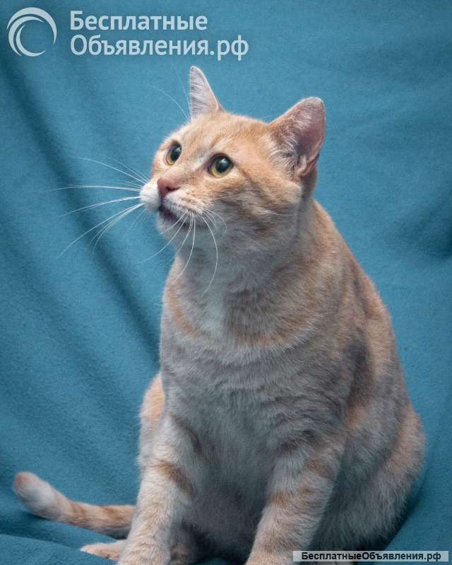 Прелестный кот Персей в добрые руки