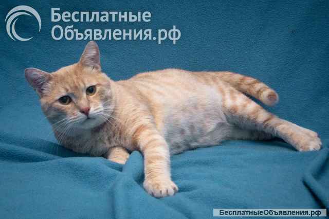 Прелестный кот Персей в добрые руки