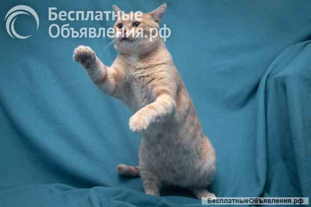 Прелестный кот Персей в добрые руки