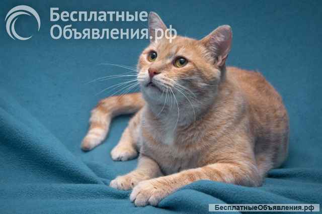 Прелестный кот Персей в добрые руки