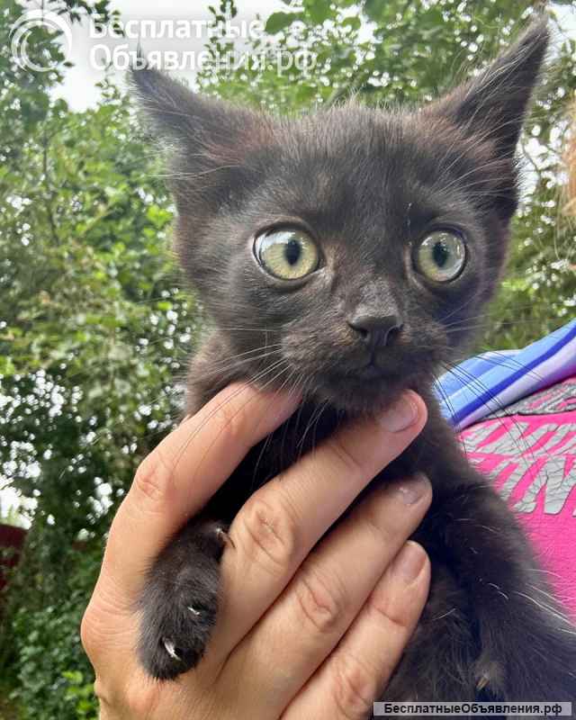 Черный котёнок Вук ищет заботливых хозяев