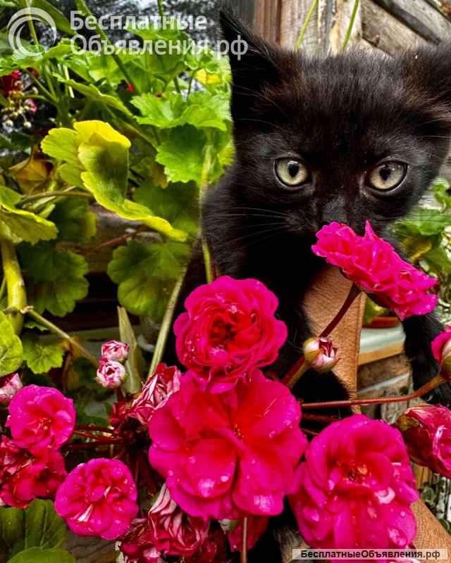 Черный котёнок Вук ищет заботливых хозяев