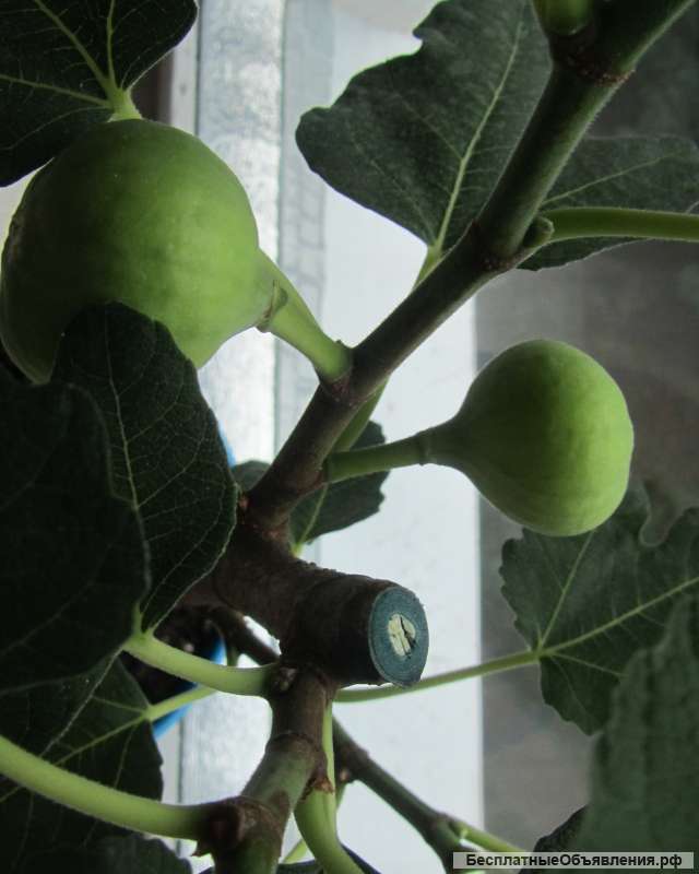 Инжир - для вашего сада