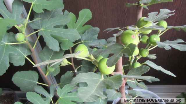 Инжир - для вашего сада