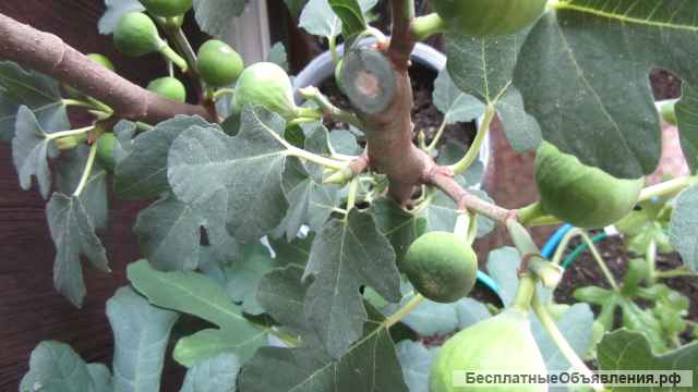 Инжир - для вашего сада
