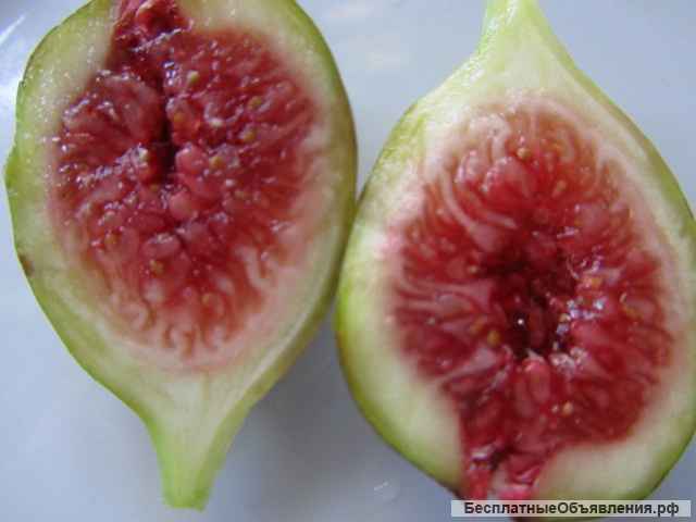 Инжир - для вашего сада