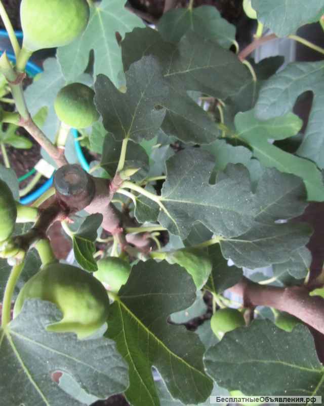 Инжир - для вашего сада