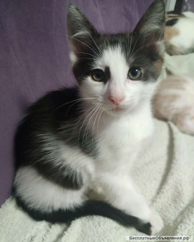 Котята в добрые руки дарои