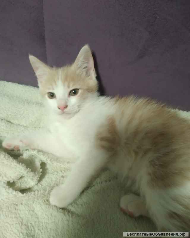 Котята в добрые руки дарои