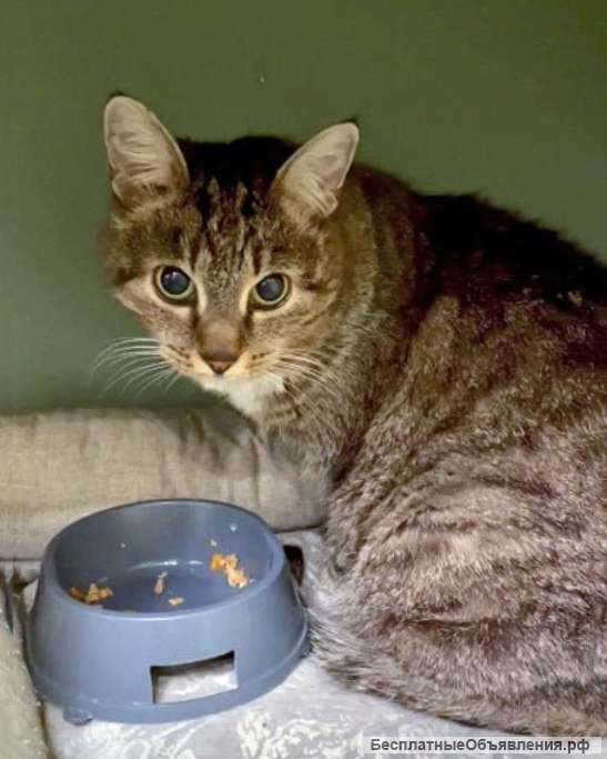 Муся, кошечка из Вашего детства в добрые руки