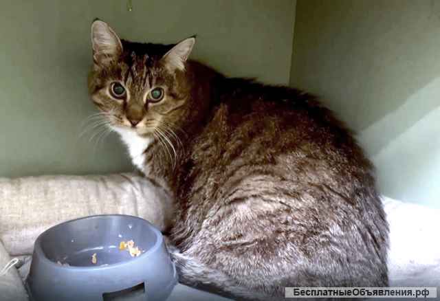 Муся, кошечка из Вашего детства в добрые руки