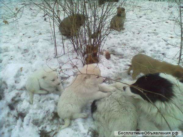 Щенки в добрые руки