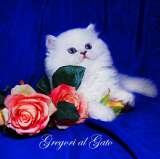 Белоснежные британские шиншиллы синеглазки