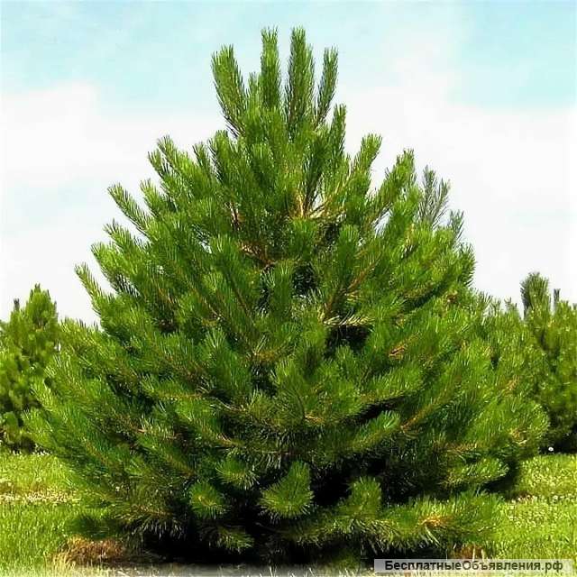 Озеленение Благоустройство Ландшафтный дизайн