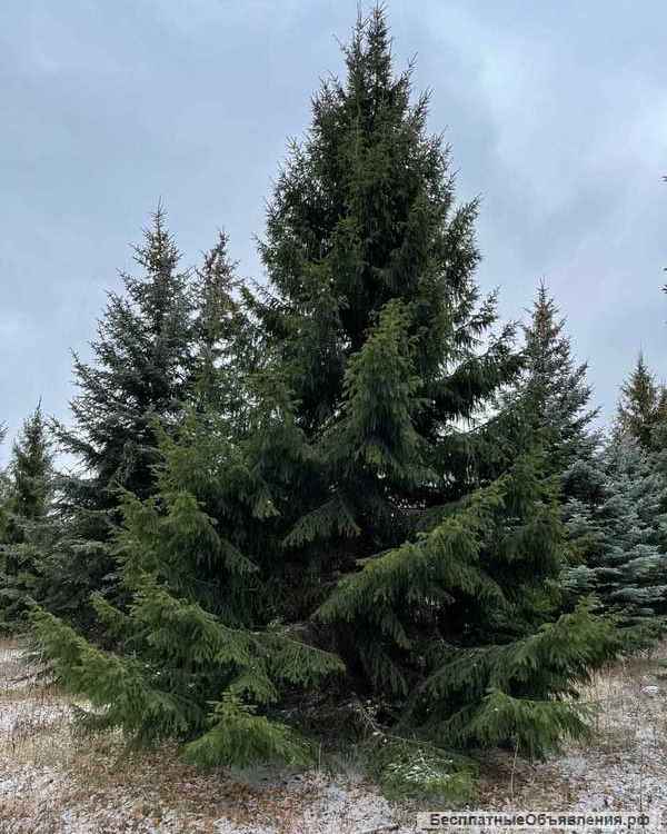 Озеленение Благоустройство Ландшафтный дизайн