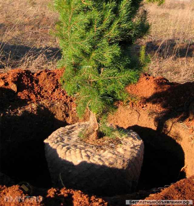 Озеленение Благоустройство Ландшафтный дизайн