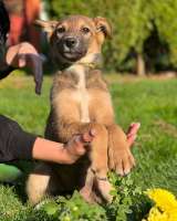 Щенки в добрые руки