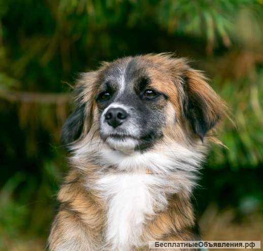 Понка- нежная, ласковая и маленькая собачка