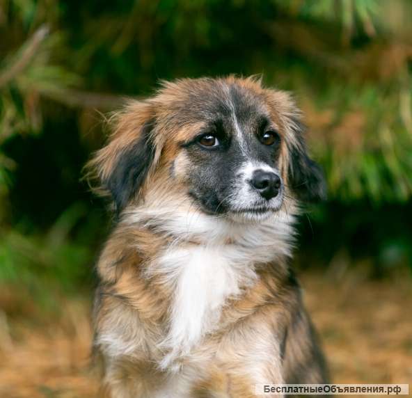 Понка- нежная, ласковая и маленькая собачка