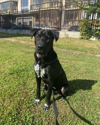 Очаровательный щенок Рик ищет семью