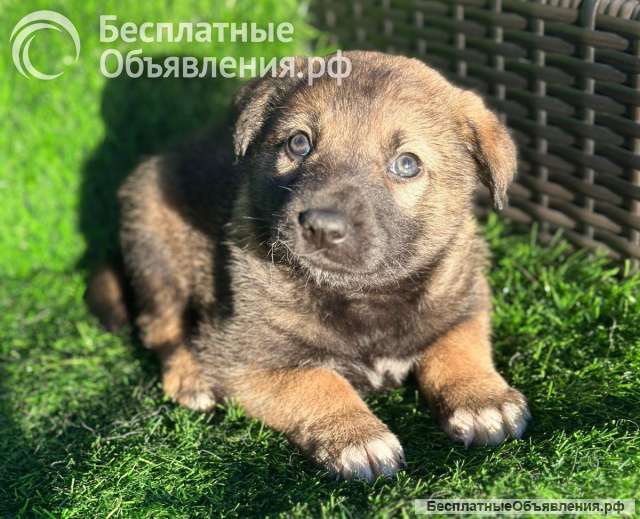 Чудесный малыш щенок Тедди в добрые руки