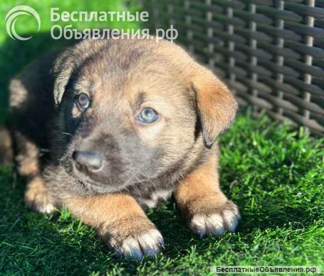 Чудесный малыш щенок Тедди в добрые руки