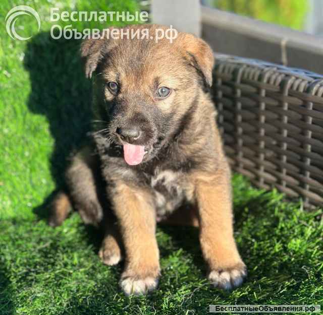 Чудесный малыш щенок Тедди в добрые руки