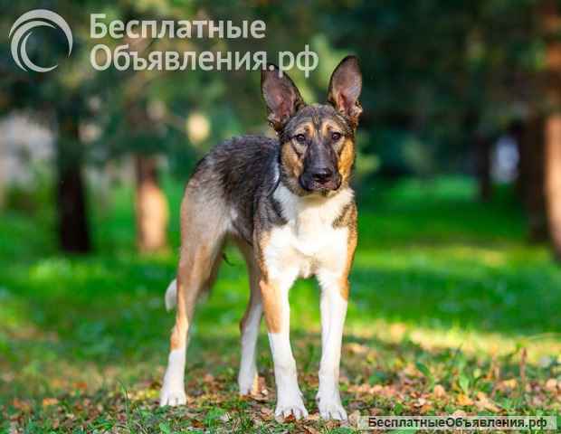 Умница собака Луна в добрые руки