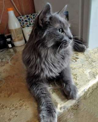Роскошный Мартин, котик породы нибелунг в добрые руки