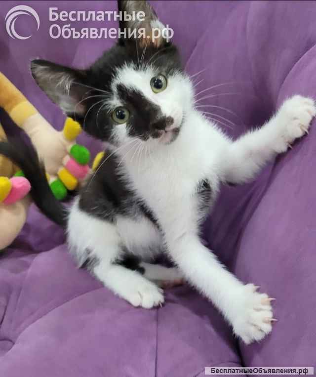 Милый котенок Тоша в Добрые руки