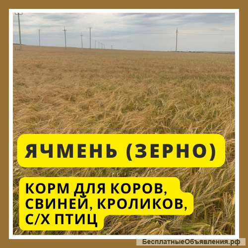 Ячмень для коров, коз, свиней, кроликов, с/х птиц