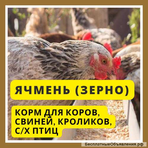Ячмень для коров, коз, свиней, кроликов, с/х птиц