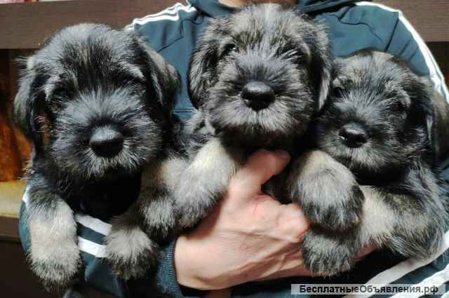 Щенки миттельшнауцера