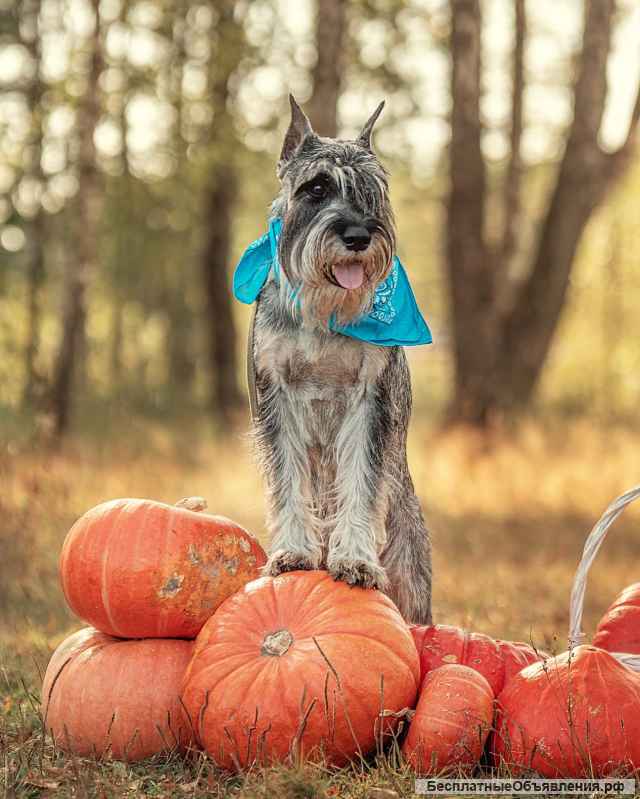 Щенки миттельшнауцера