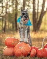 Щенки миттельшнауцера