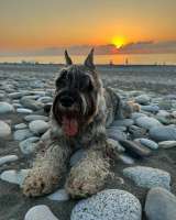 Щенки миттельшнауцера