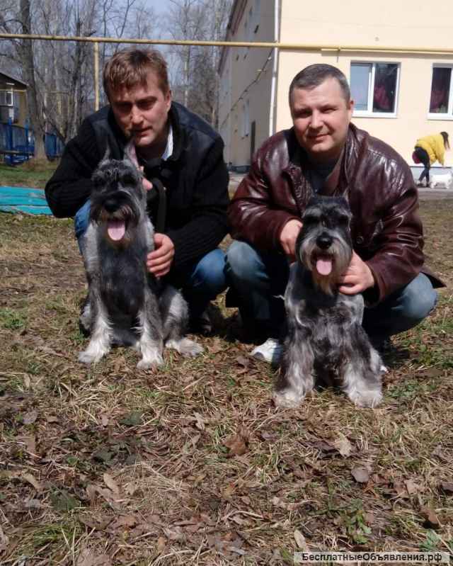 Щенки миттельшнауцера