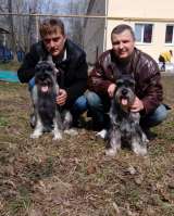 Щенки миттельшнауцера