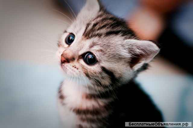 Приглашаем в гостевой дом Невский-3 с любимым питомцем