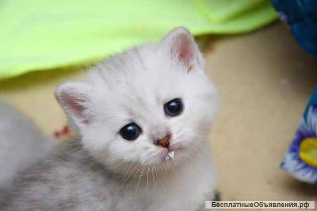 Приглашаем в гостевой дом Невский-3 с любимым питомцем