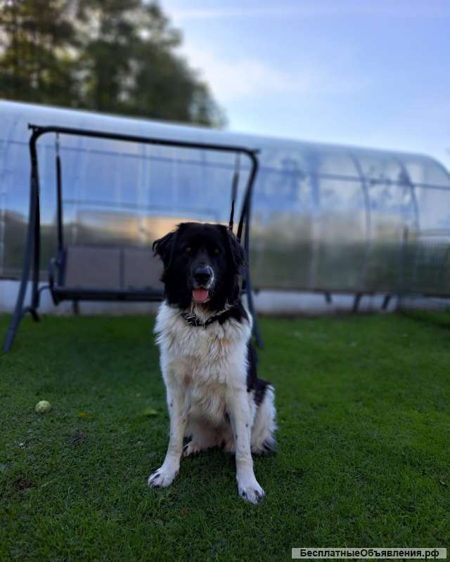 Зооняня четвероногих пушистиков