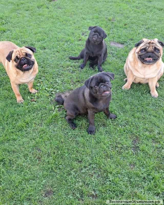 Зооняня четвероногих пушистиков