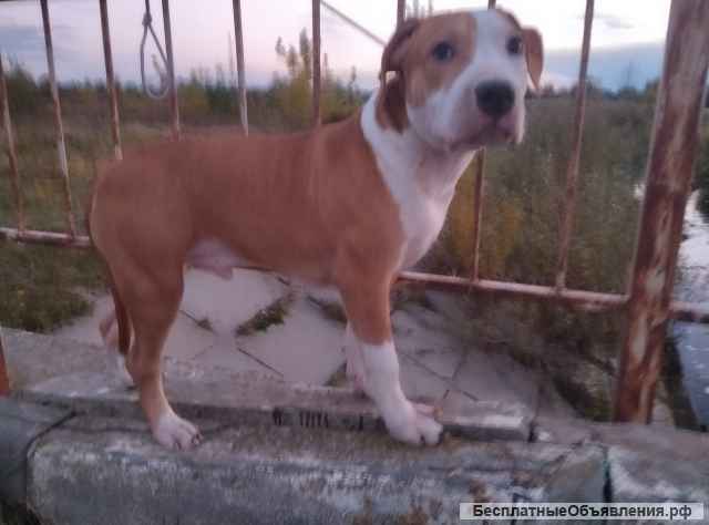 Щенки Американский стаффордширский терьер